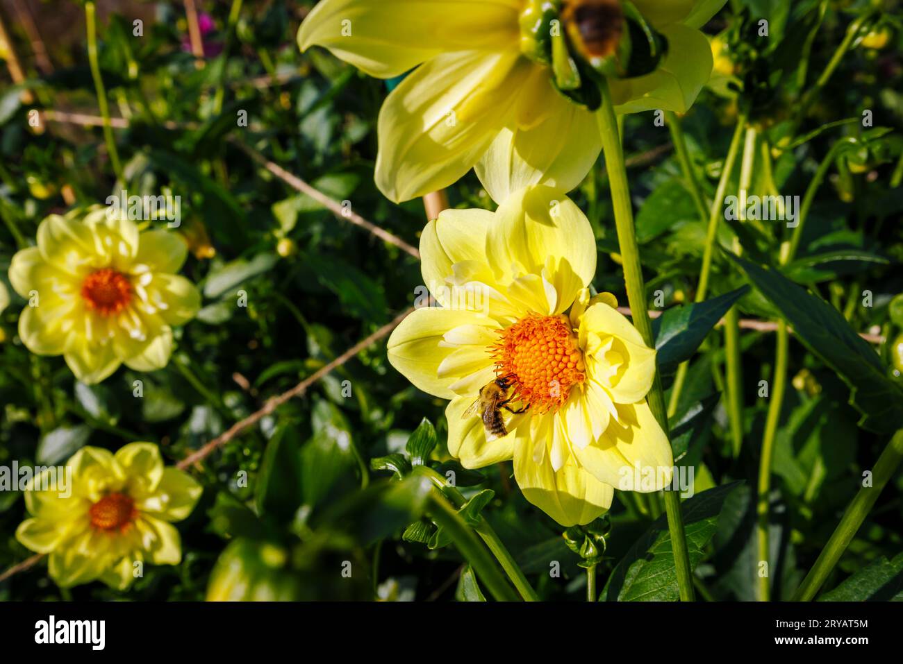 Abeille se nourrissant de nectar provenant des fleurs de disque d'une fleur jaune de Dahlia 'Lemon Sherbet' au RHS Garden Wisley, Surrey, au sud-est de l'Angleterre, au début de l'automne Banque D'Images