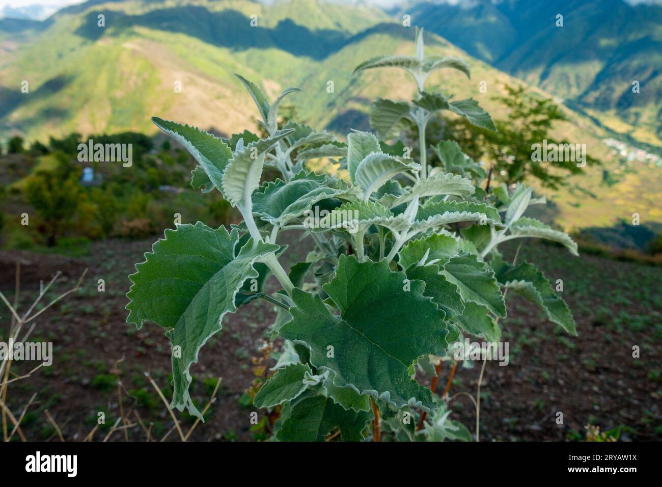 Chrozophora tinctoria, une plante vivace aux fleurs hermaphrodites, prospère dans la région himalayenne de l'Uttarakhand, en Inde Banque D'Images