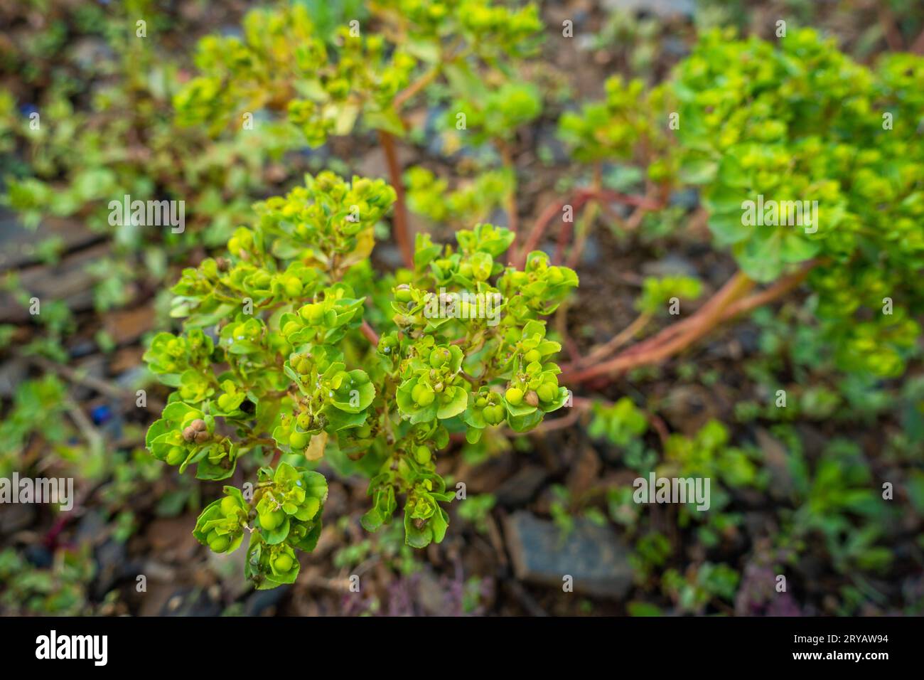 Euphorbia helioscopia, l'euphorbe solaire ou lait de folle, prospère dans les prairies de l'Himalaya, Uttarakhand, Inde. Banque D'Images