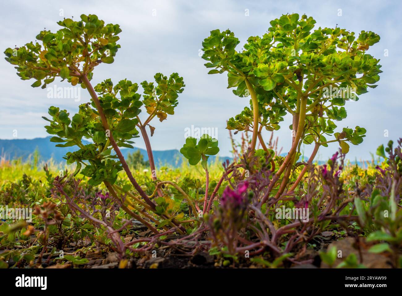 Euphorbia helioscopia, l'euphorbe solaire ou lait de folle, prospère dans les prairies de l'Himalaya, Uttarakhand, Inde. Banque D'Images