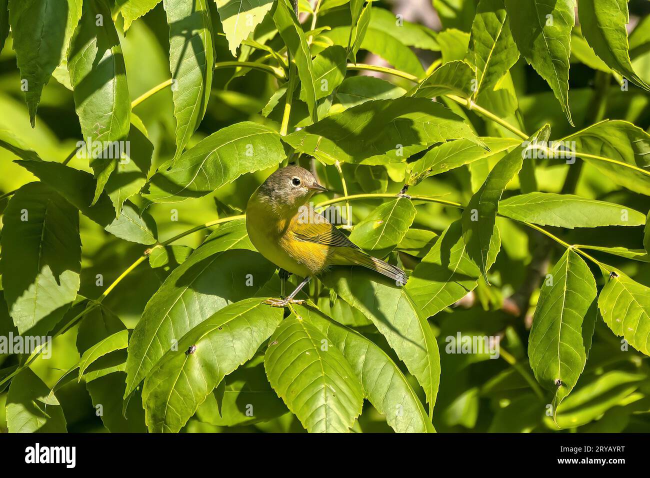 Le redstart américain (Setophaga ruticilla), petits félins migrateurs nord-américains. Banque D'Images
