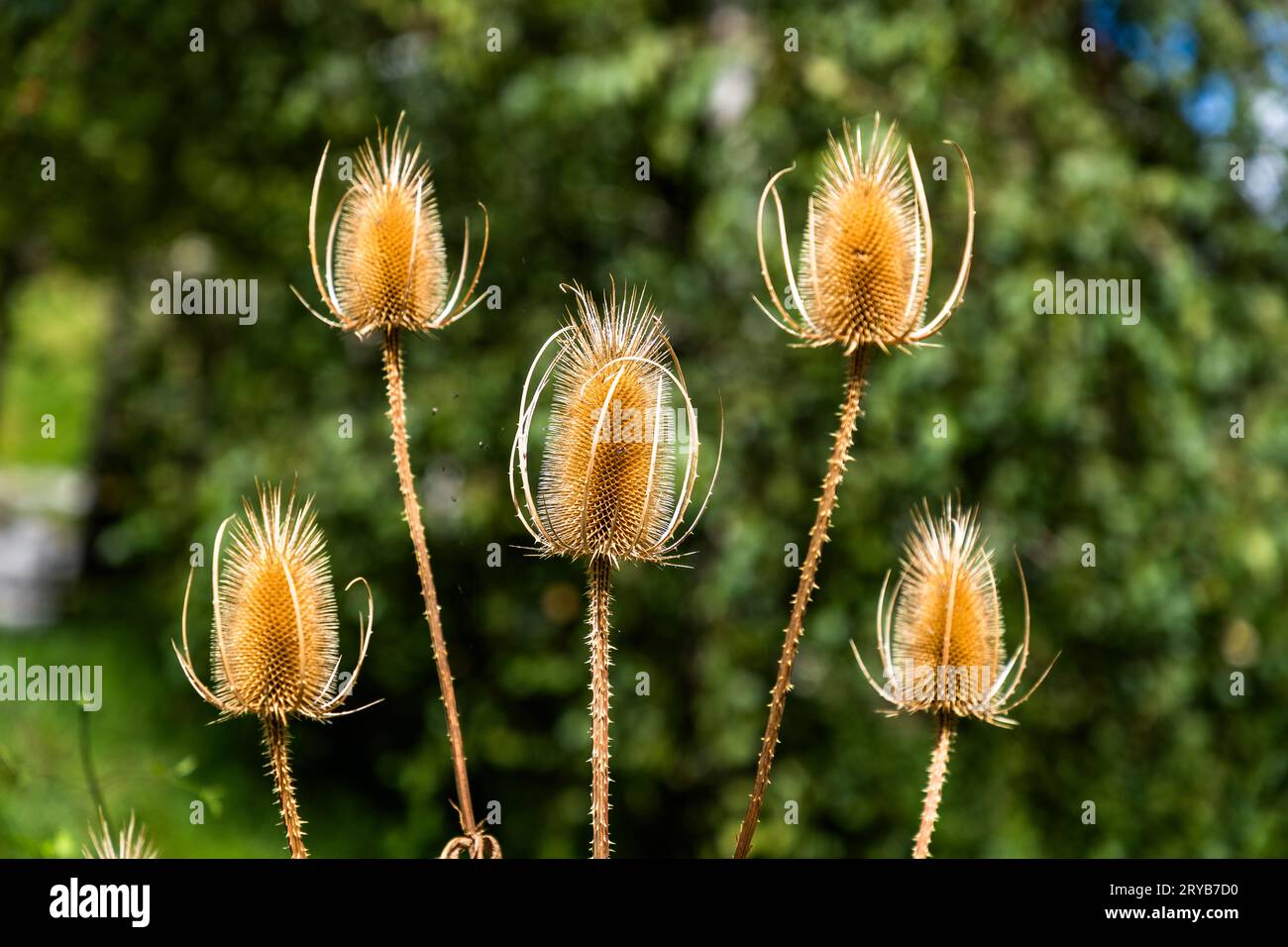Les têtes de graines du chardon sauvage (Dipsacus fullonum) s'élèvent avec leurs têtes épineuses en forme de cône contre un feuillage vert, à Pringy près de Gruyères, dans le canton de Fribourg, en Suisse. Banque D'Images