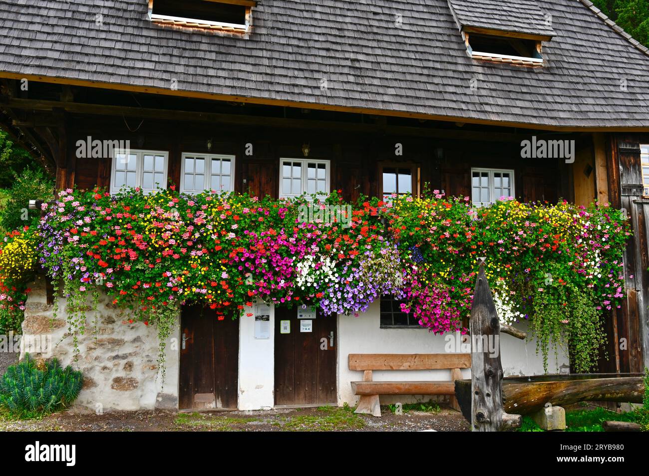 Splendeur florale au Rankmühle juste à l'extérieur de la zone bâtie de ​​Sankt Märgen Banque D'Images
