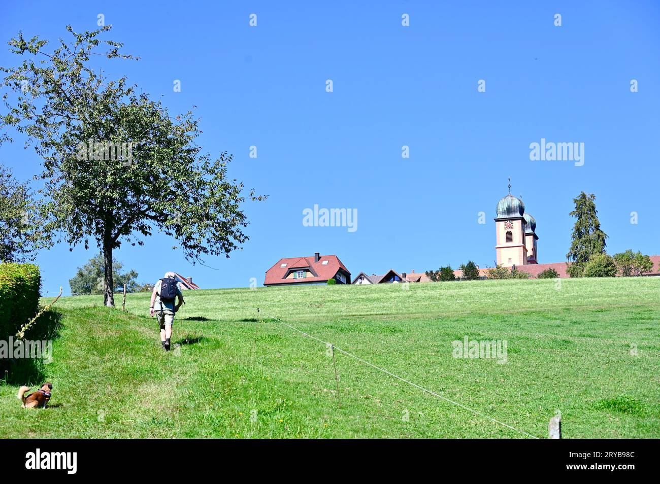 Randonneur avec sac à dos monte la colline pendant que son chien fait pipi ; Sankt Märgen, Forêt Noire, allemagne Banque D'Images