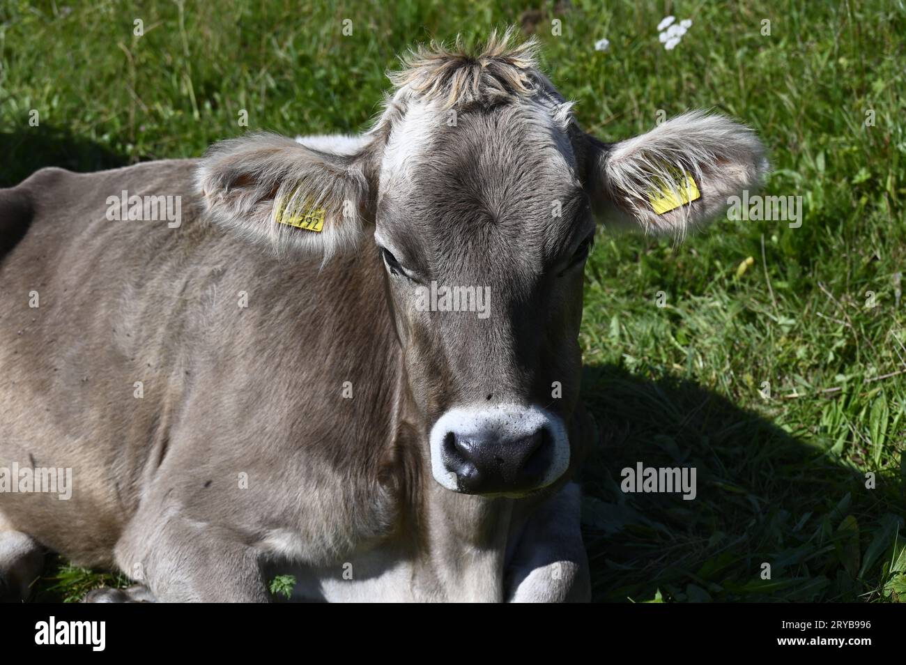 Braunvieh avec une fourrure brune moche. Ils peuvent être plus clairs ou plus foncés et avoir toujours un anneau de couleur plus claire autour de leur nez. Banque D'Images