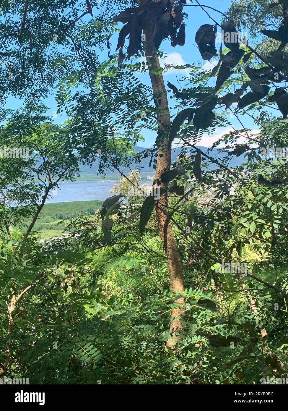 Byron Bay à travers les arbres Banque D'Images Byron Bay à travers les arbres Banque D'Images