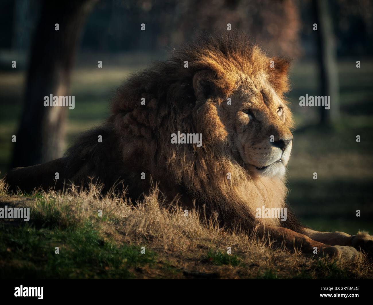 Photo d'un lion dans un environnement naturel Banque D'Images