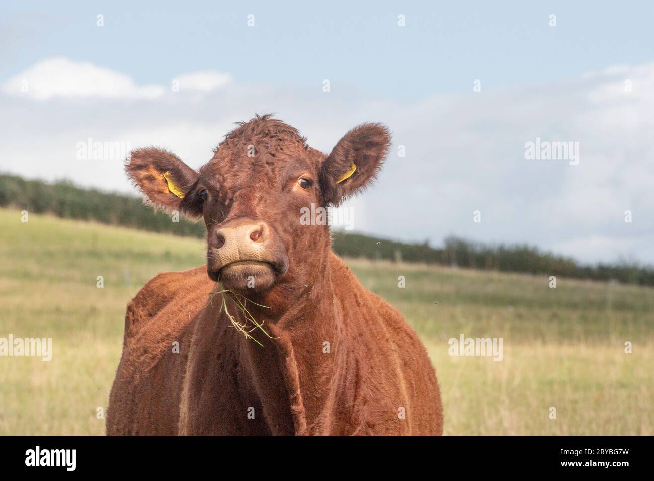 Vache Devon rouge rubis Banque D'Images