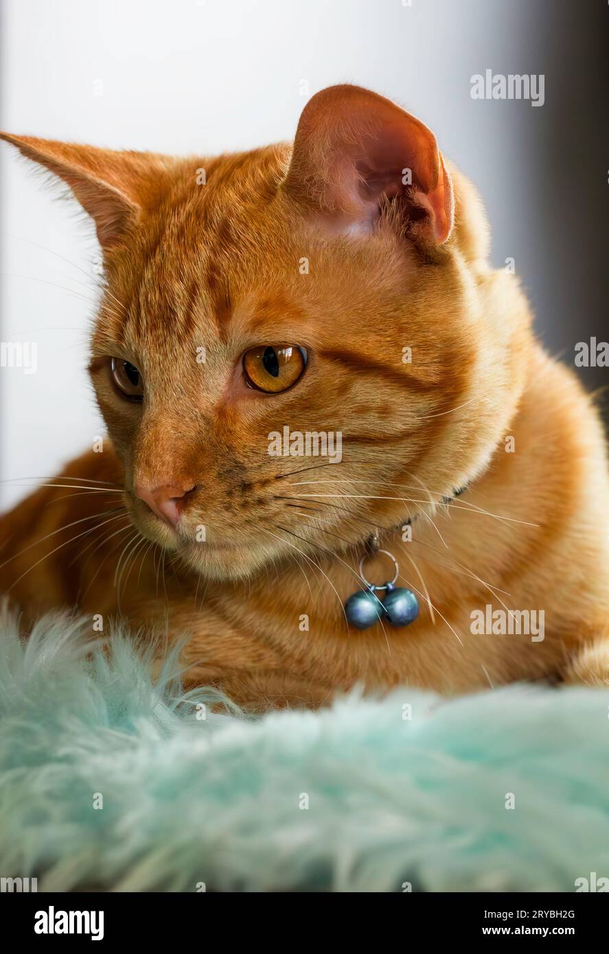 Chat gingembre assis sur tapis en fausse fourrure turquoise pâle Banque D'Images