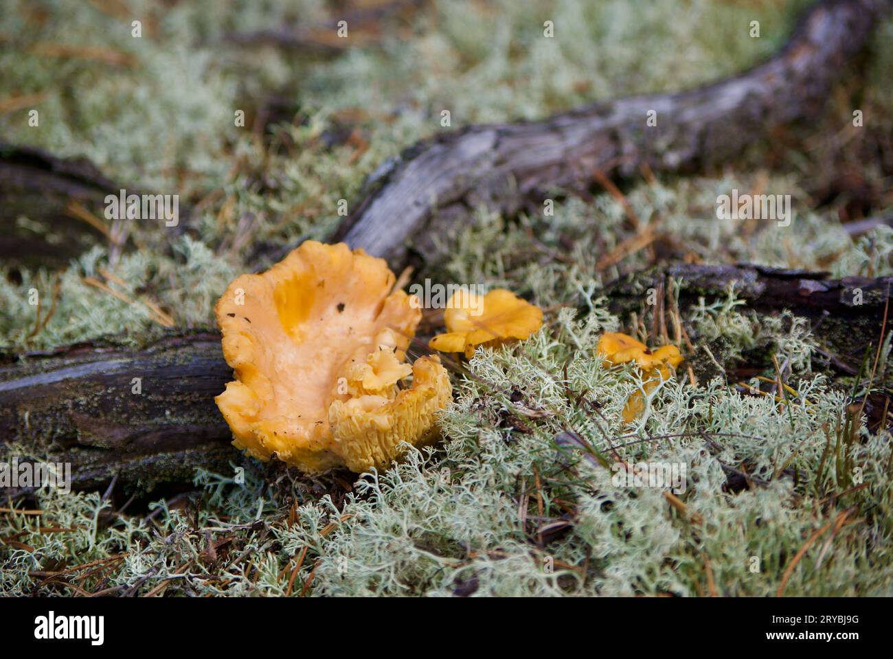 Chanterelles dorées poussant parmi le lichen de renne gris à côté des racines de pin dans la forêt en été. Banque D'Images
