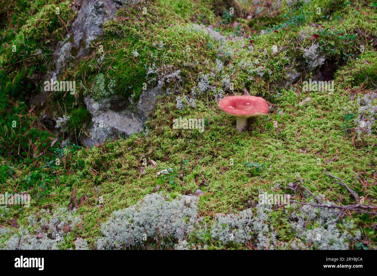 Champignon Russula avec chapeau rouge poussant dans la mousse verte au sommet d'une colline pierreuse dans un paysage forestier en automne. Banque D'Images