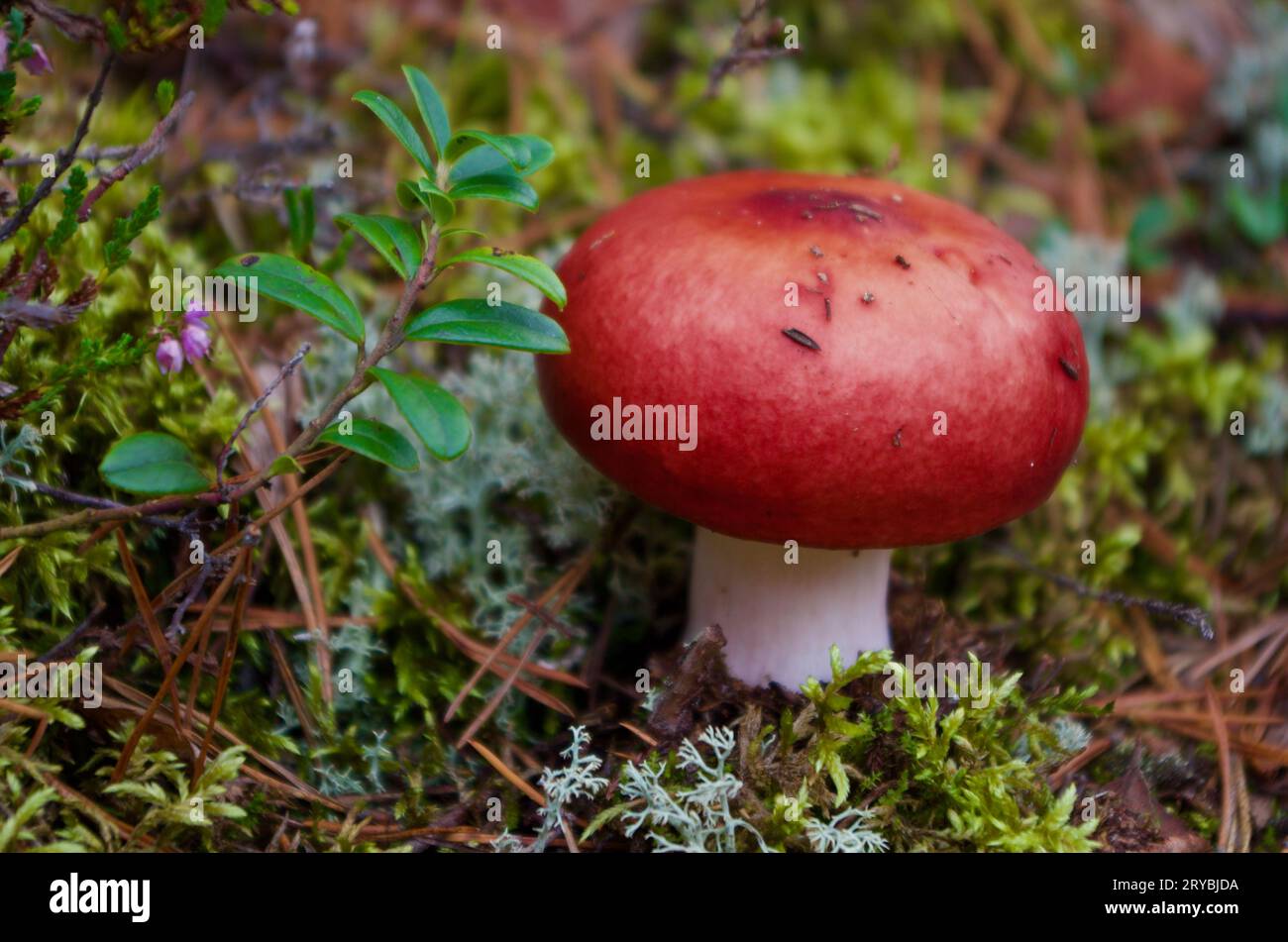 Champignon Russula avec chapeau rouge poussant dans la mousse verte et lichen gris avec des brins de mûre dans un paysage forestier en automne. Banque D'Images