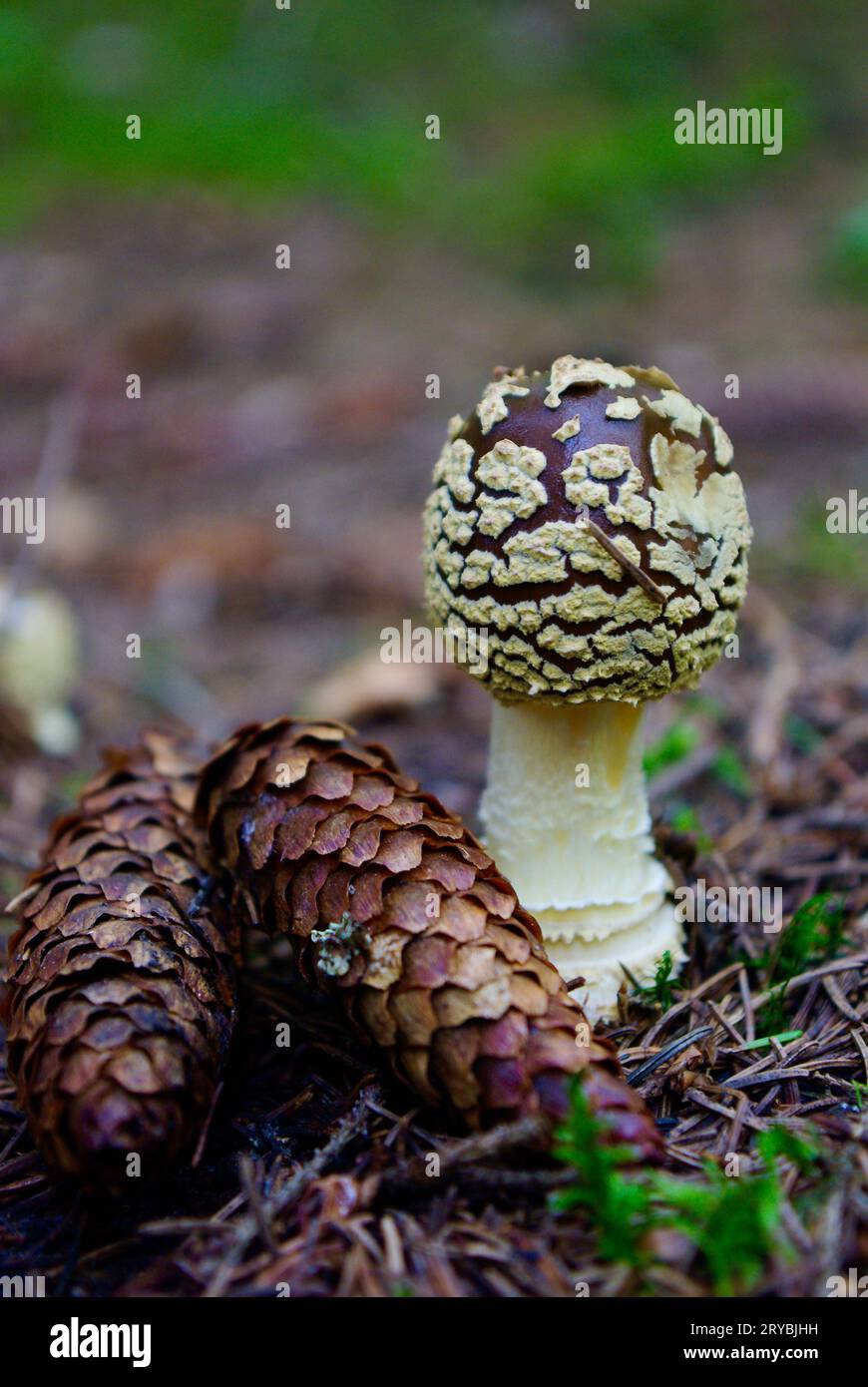 Agaric de mouche royale, Amanita regalis, et cônes d'épinette brune parmi les aiguilles d'épinette dans la forêt. Banque D'Images