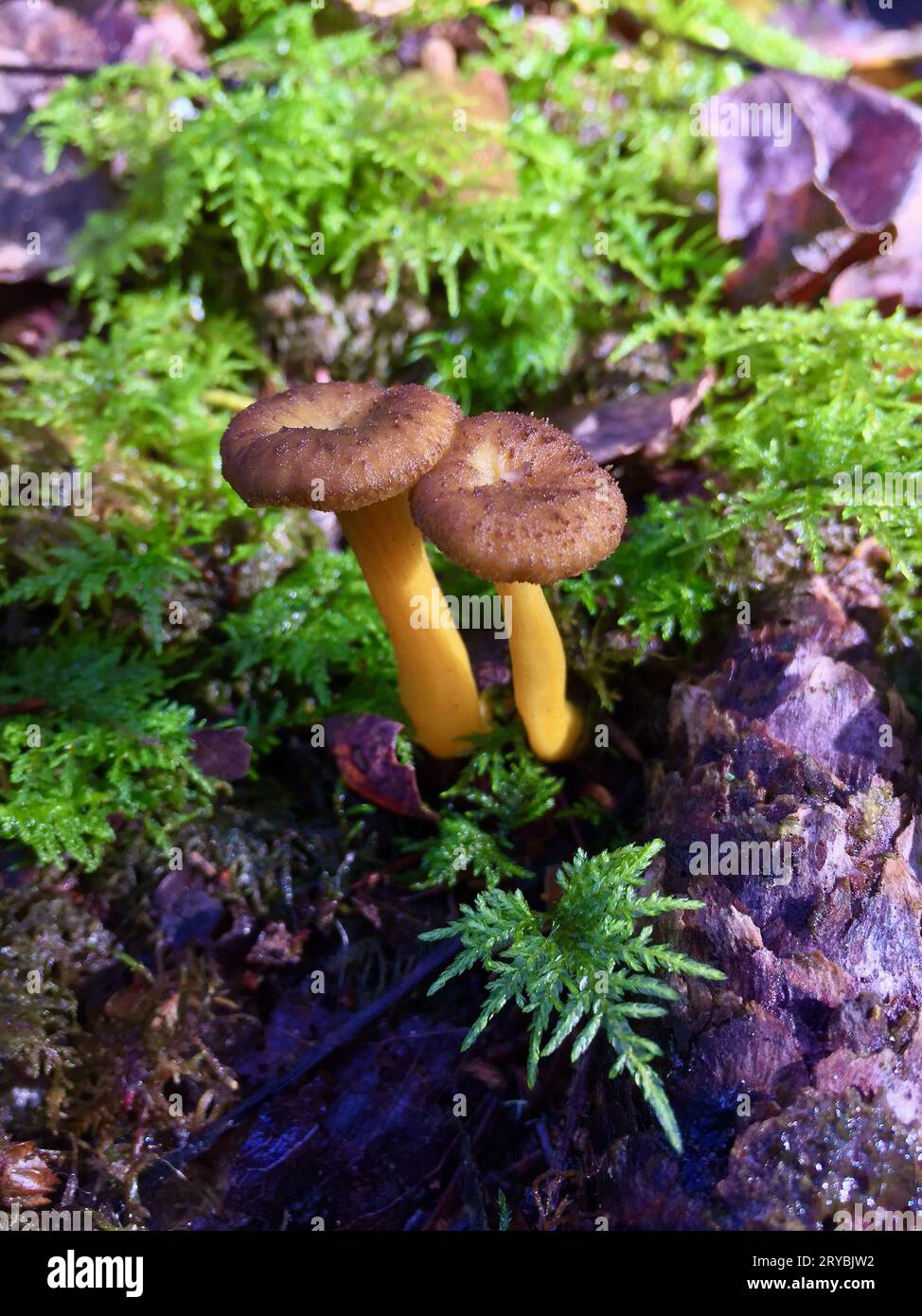 Deux chanterelles en entonnoir poussant dans la mousse verte et les vieilles feuilles brunes dans la forêt en automne. Banque D'Images