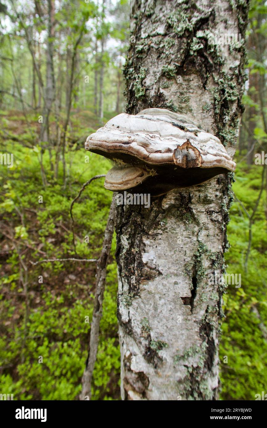 Gros plan de champignon de sabot poussant sur un tronc de bouleau au printemps et le paysage forestier comme arrière-plan. Banque D'Images