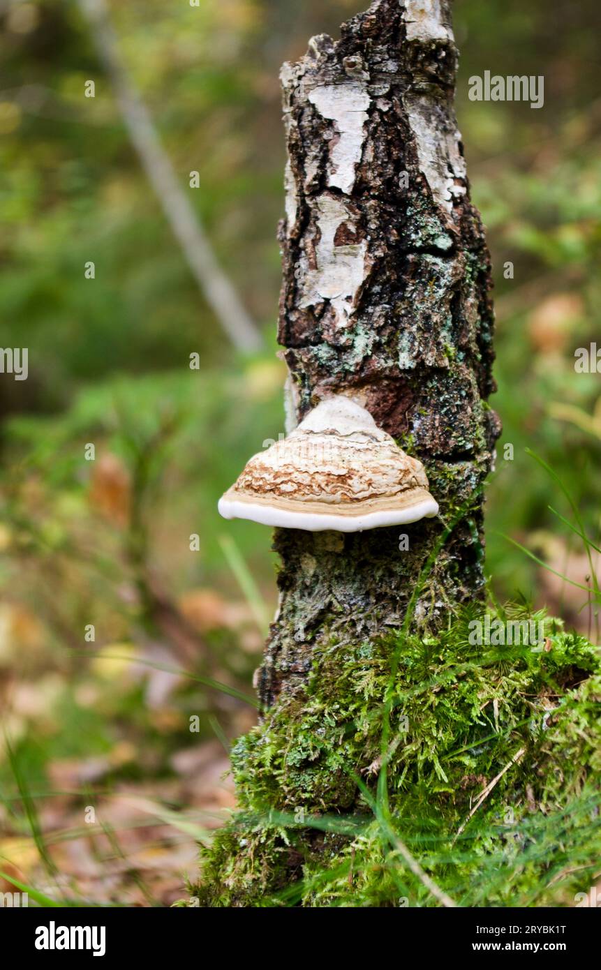Champignon de sabot poussant sur un tronc de bouleau dans la forêt en automne. Banque D'Images