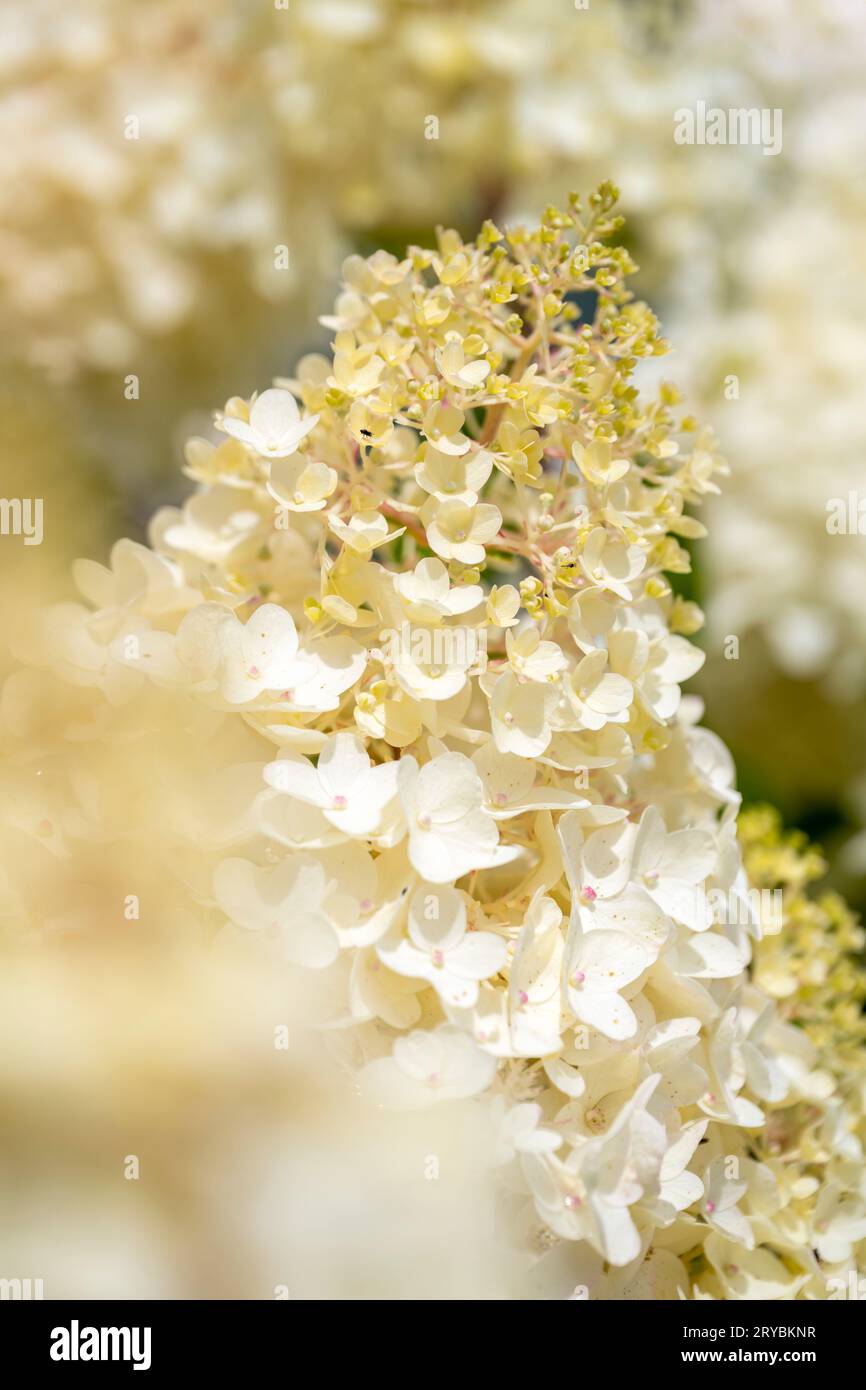 Gros plan d'un amas de fleurs blanches sur un arbuste Hydrangea Banque D'Images
