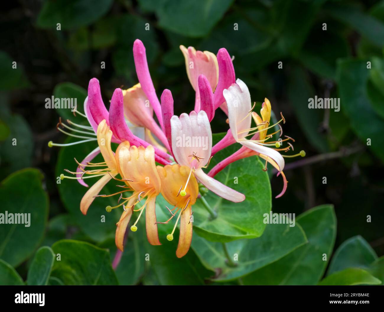 Un beau chèvrefeuille commun (Lonicera periclymenum) avec des fleurs de feuillage vert hors foyer en arrière-plan Banque D'Images