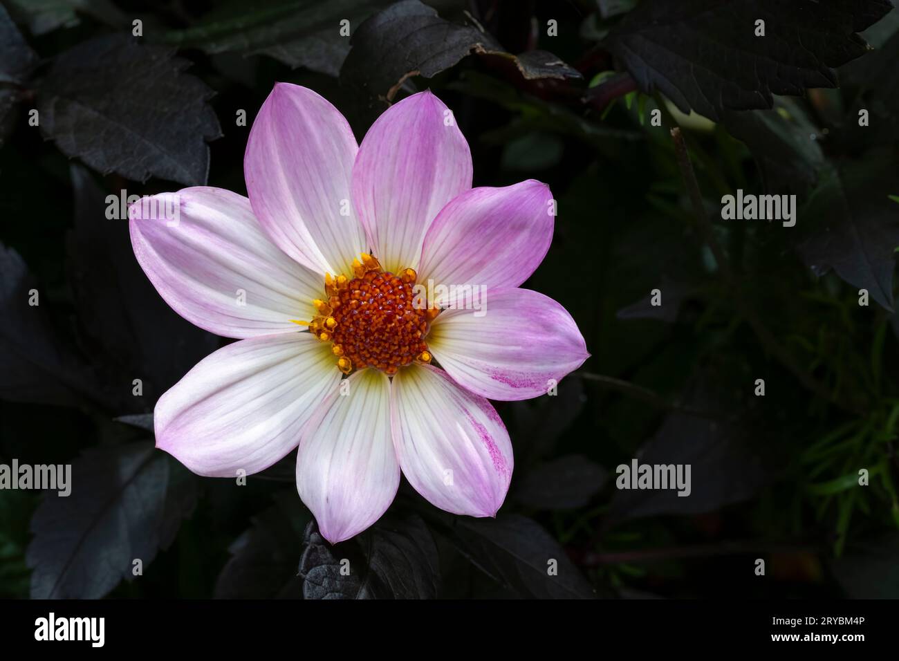 Gros plan d'une fleur de Dahlia rose et blanche Banque D'Images