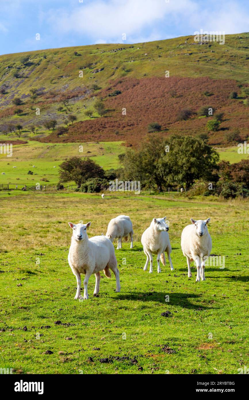 Moutons aux contreforts de Pen y Fan, parc national de Brecon Beacons, pays de Galles, Royaume-Uni Banque D'Images