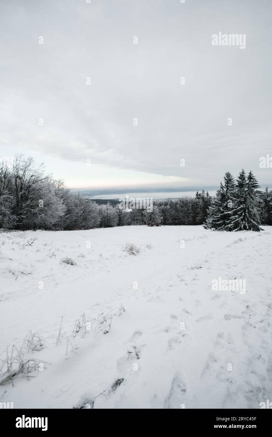 Paysage enneigé hivernal avec de longs arbres blancs. Paysage idyllique de forêt gelée et froide en hiver. Banque D'Images