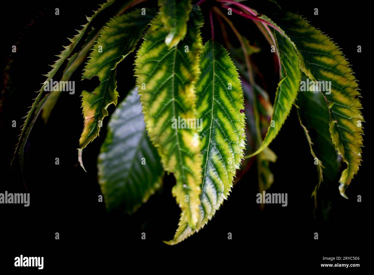 feuilles de cerisier avec un problème Banque D'Images