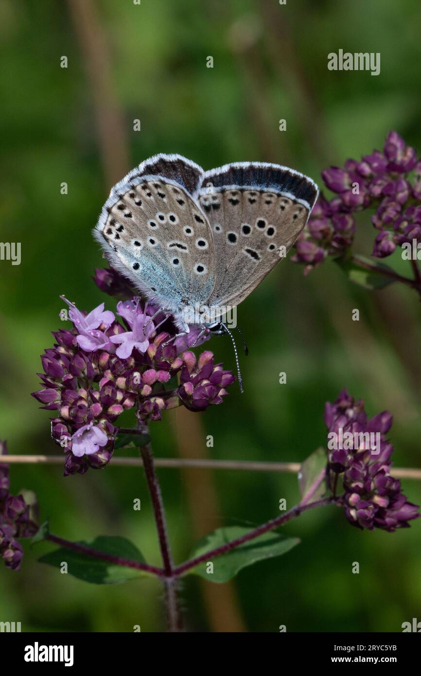 Grand papillon bleu (Maculinea arion), Banque D'Images