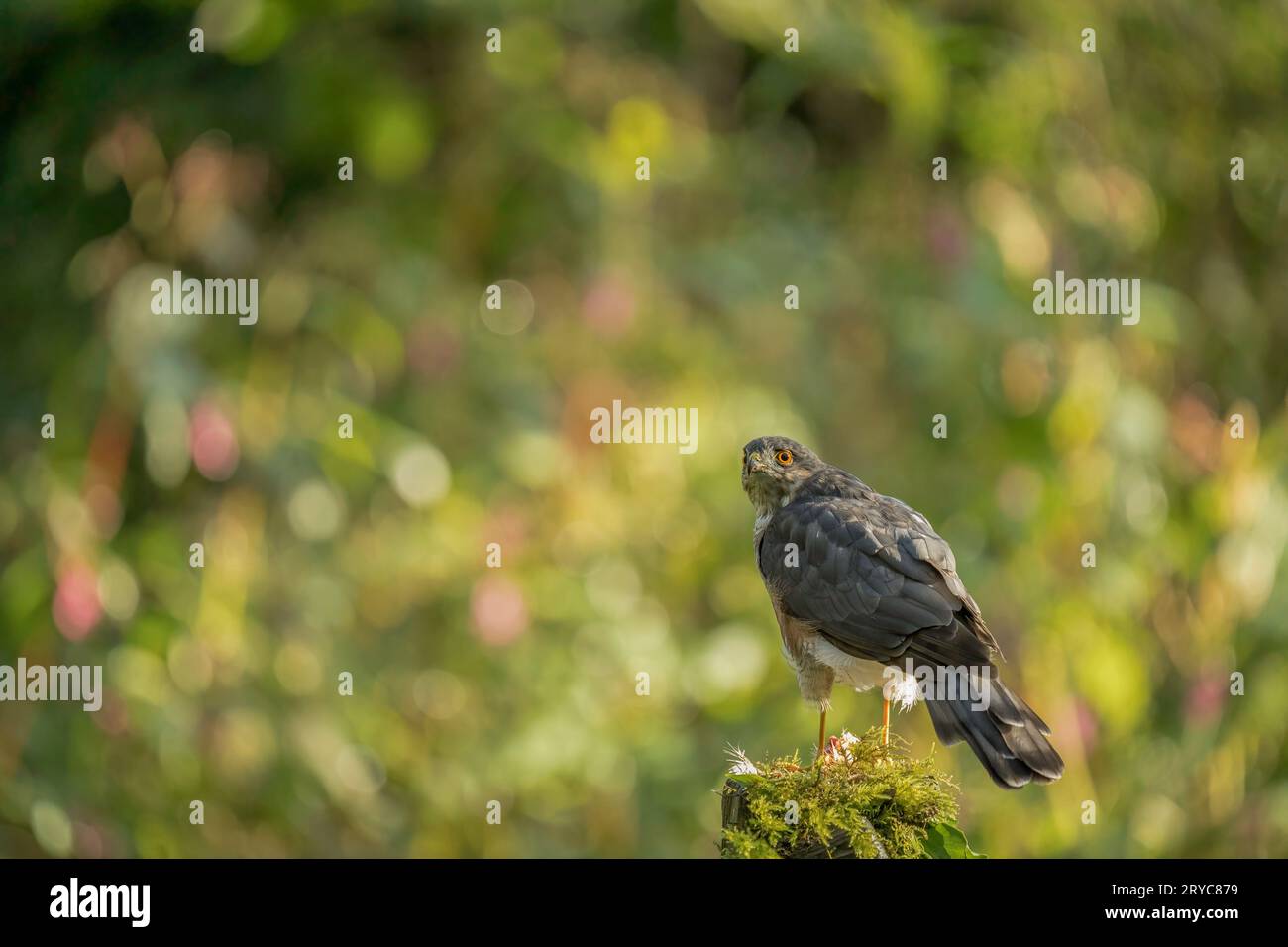 Sparrowhawk, Accipiter nisus,se nourrissant dans une clairière, Cumbria en automne Banque D'Images