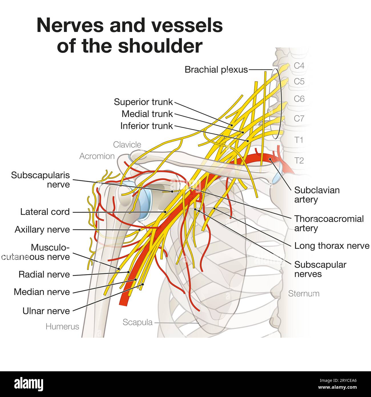 La région de l'épaule abrite un réseau complexe de nerfs et de vaisseaux, y compris le plexus brachial, les artères et les veines, essentiels à l'innervation des membres Banque D'Images