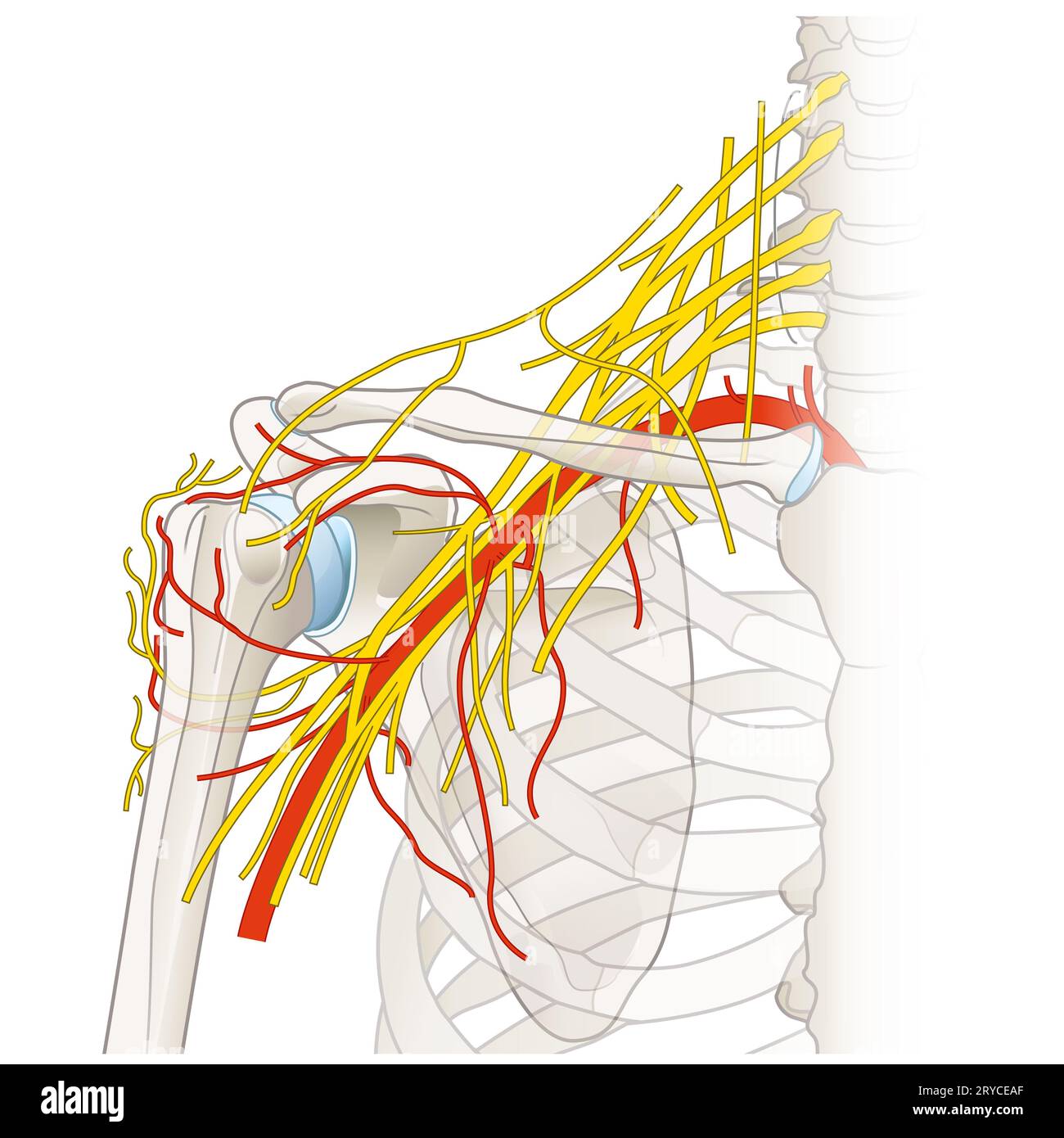 La région de l'épaule abrite un réseau complexe de nerfs et de vaisseaux, y compris le plexus brachial, les artères et les veines, essentiels à l'innervation des membres Banque D'Images