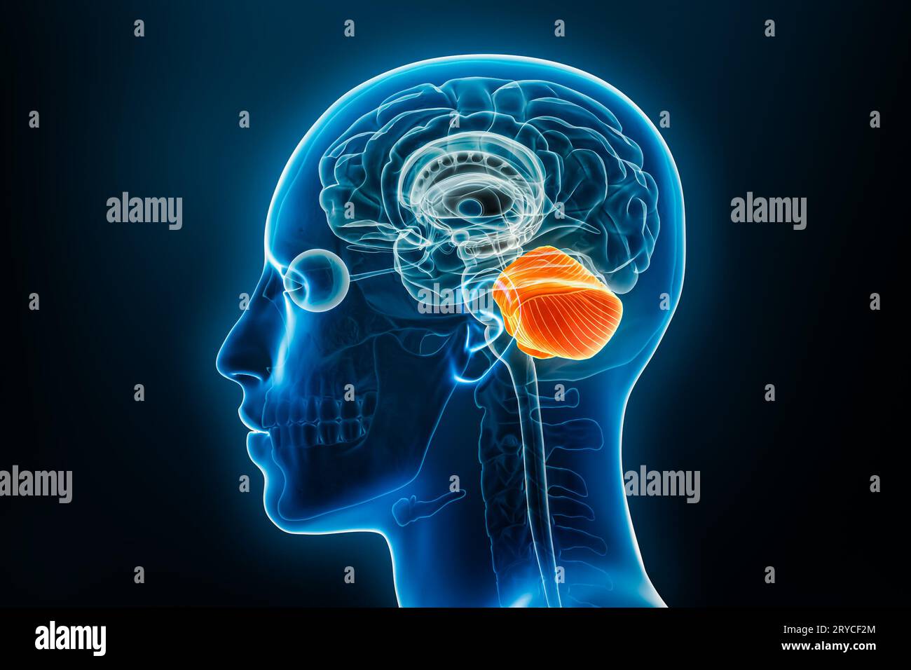 Vue de profil ou latérale de radiographie du cervelet illustration de rendu 3D avec contours du corps masculin. Anatomie du cerveau humain, médecine, biologie, science, neur Banque D'Images