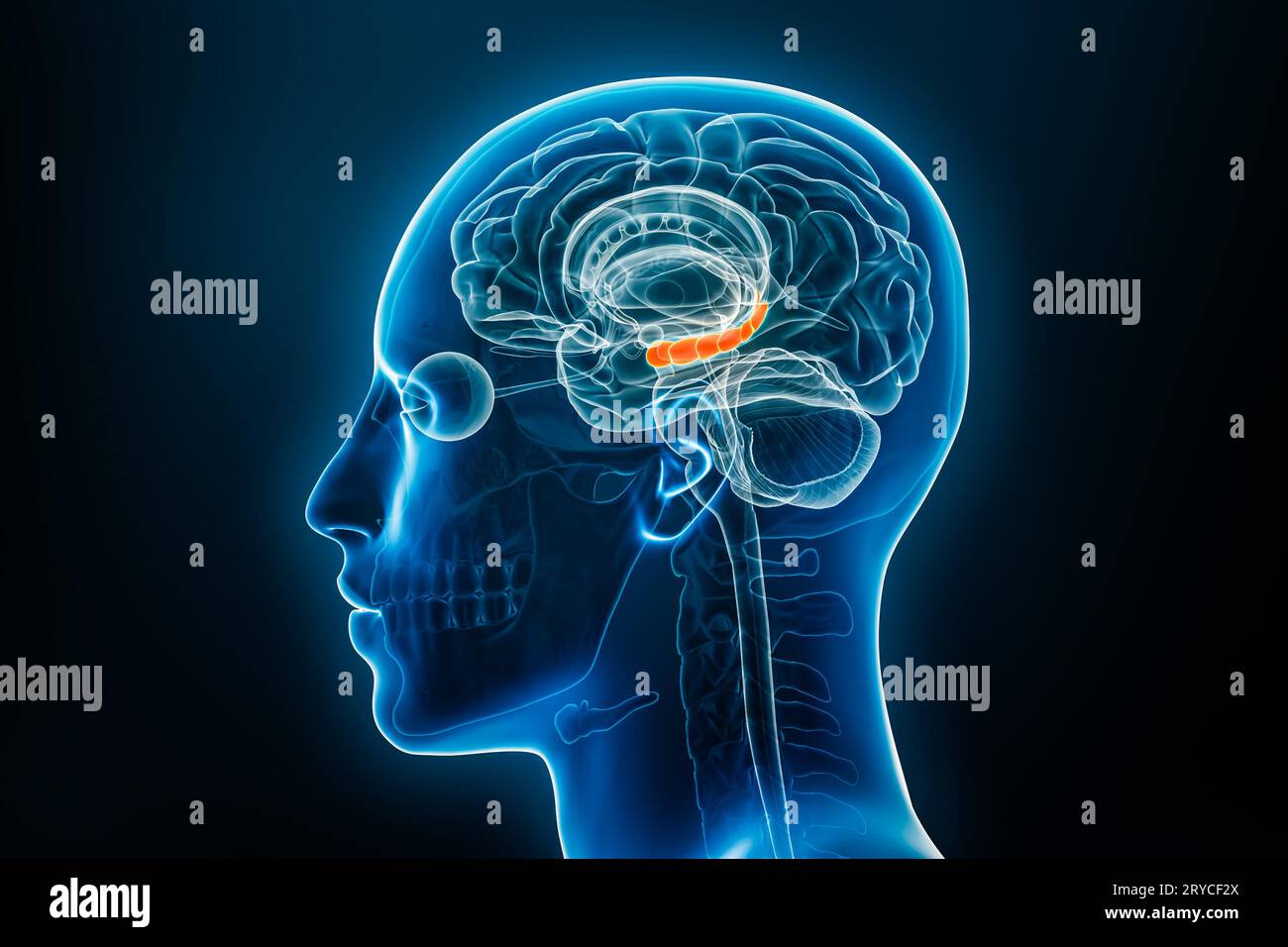 Vue de profil ou latérale radiologique de l'hippocampe illustration de rendu 3D avec contours du corps masculin. Anatomie du cerveau humain, médecine, biologie, science, neu Banque D'Images