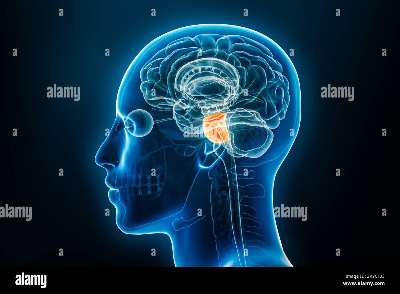 Vue de profil ou latérale radiologique de l'illustration de rendu 3D Pons avec contours du corps masculin. Anatomie du cerveau humain, médecine, biologie, science, neuroscien Banque D'Images