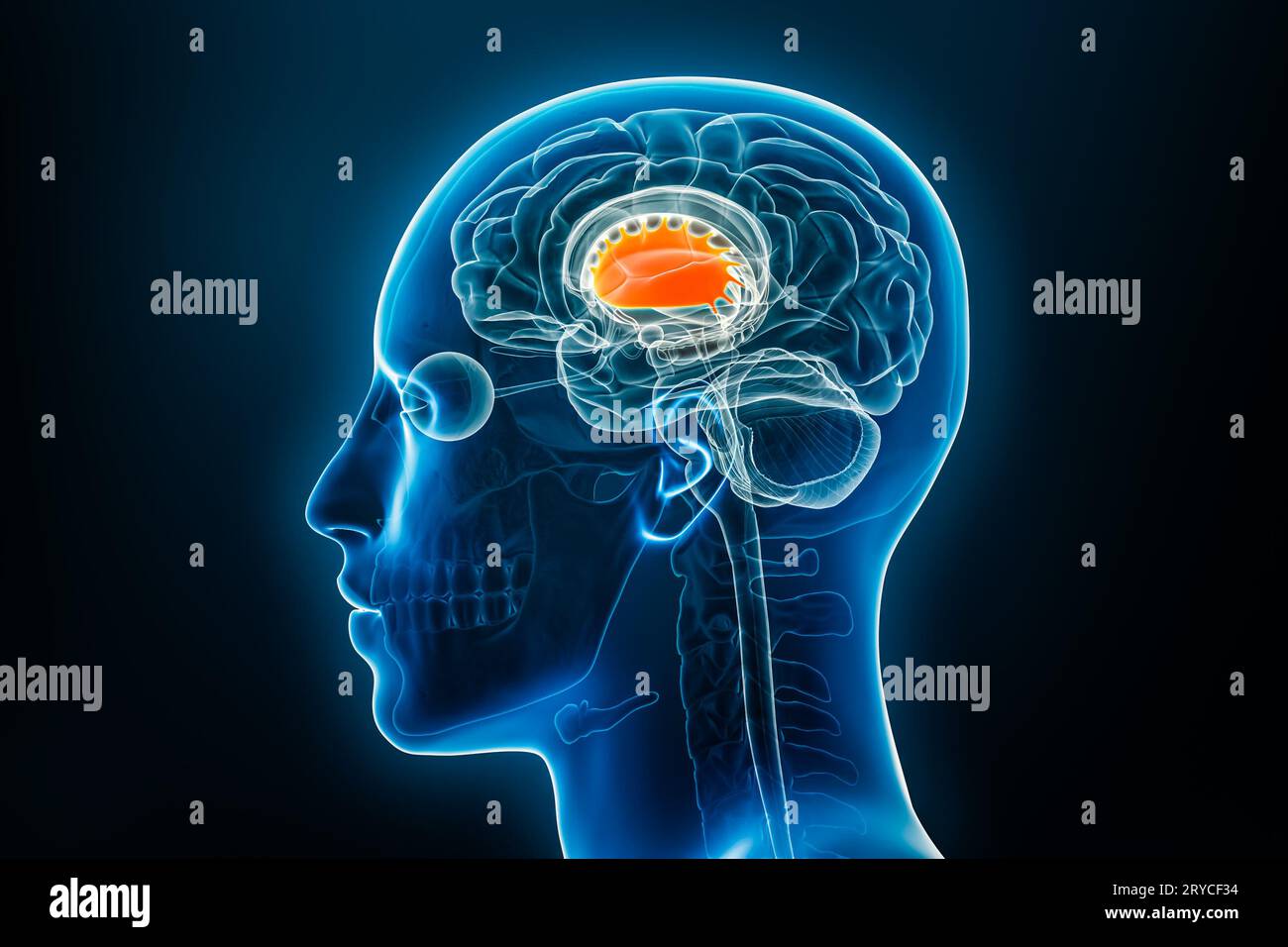 Vue latérale ou de profil de radiographie du putamen 3D rendu illustration avec contours du corps masculin. Anatomie du cerveau humain, médecine, biologie, science, neurosc Banque D'Images