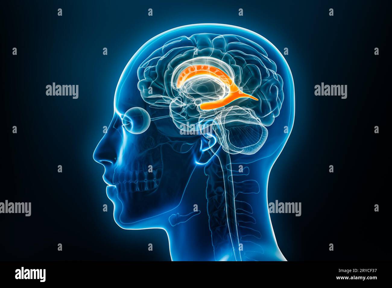 Vue du profil radiologique du ventricule latéral cérébral en 3D avec contours du corps masculin. Anatomie humaine, médecine, biologie, science, neurosciences Banque D'Images