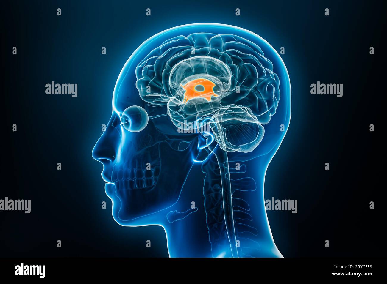 Vue de profil ou latérale radiologique du troisième ventricule cérébral illustration de rendu 3D avec contours du corps masculin. Anatomie humaine, médecine, biologie, science, Banque D'Images