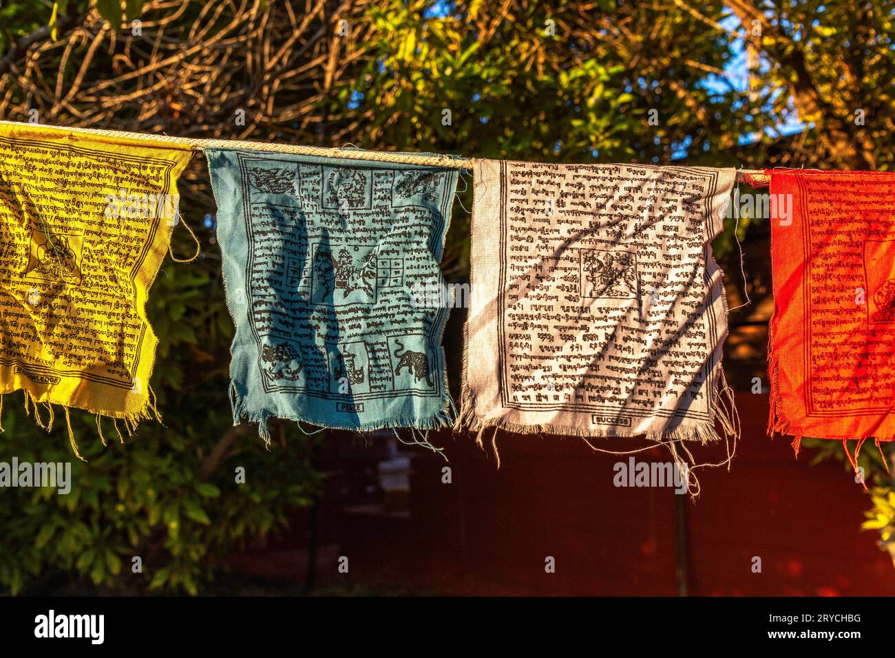 Gros plan de drapeaux de prière tibétains suspendus dans un arbre. Banque D'Images