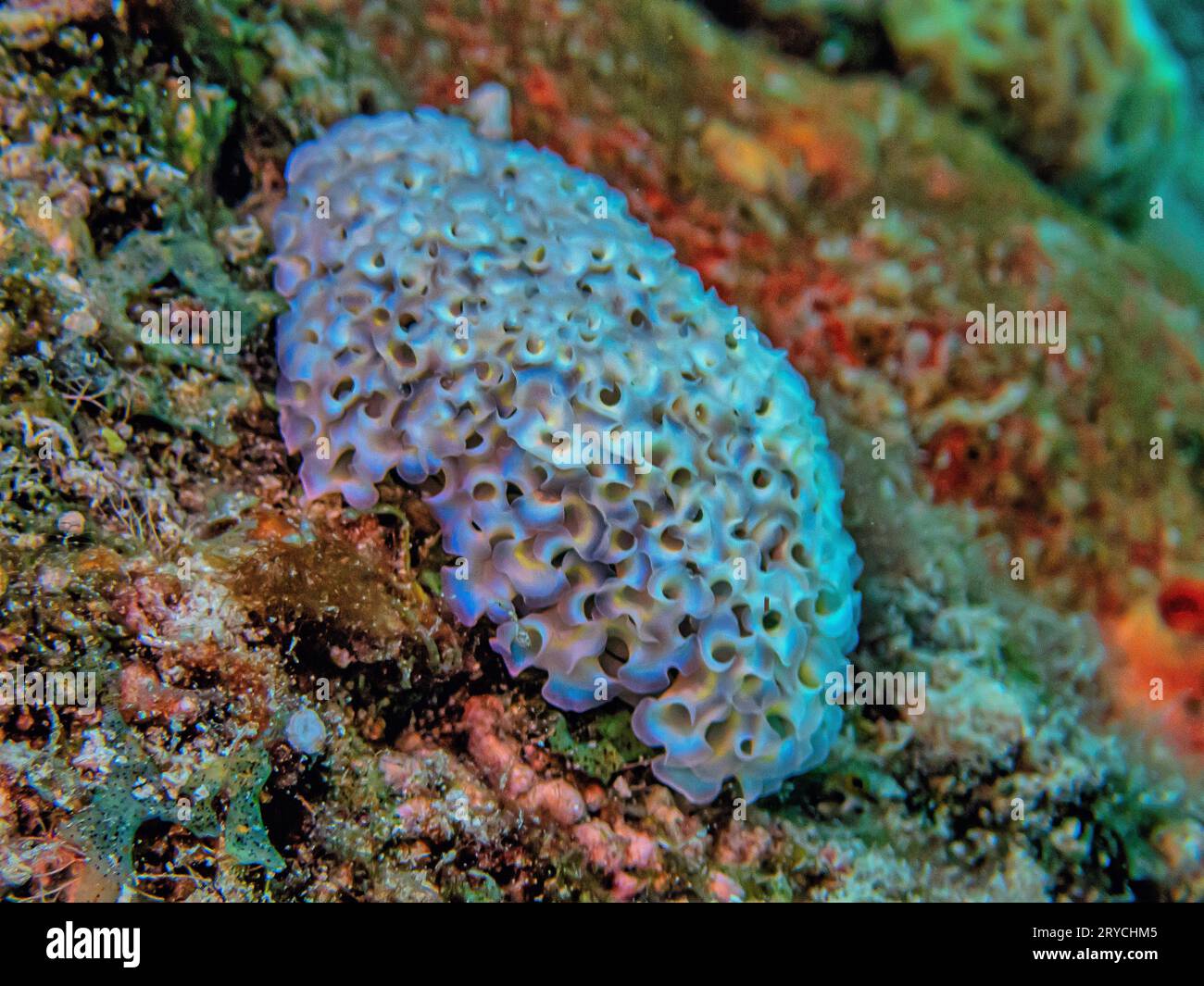 Elysia crispata, nom commun de la limace de laitue ou limace de laitue, est une espèce grande et colorée de limace de mer, un mollusque gastéropode marin Banque D'Images