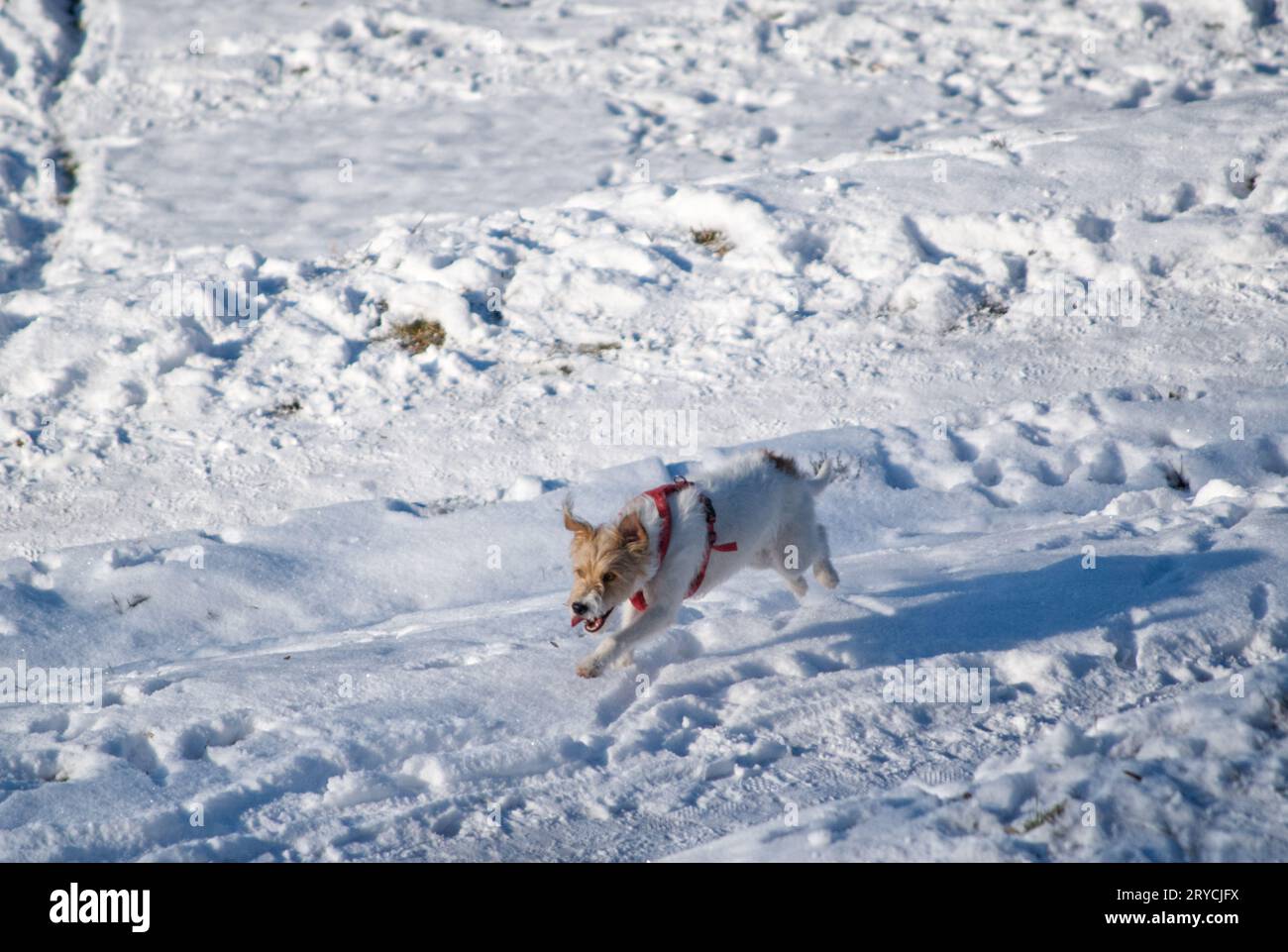 Hund spielt im Schnee Banque D'Images