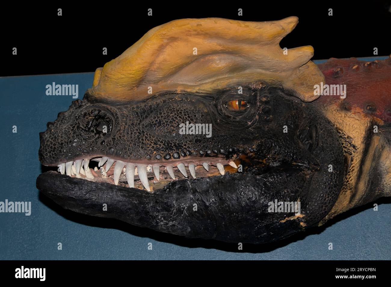 Dilophosaurus, dinosaure théropode du début du Jurassique Banque D'Images