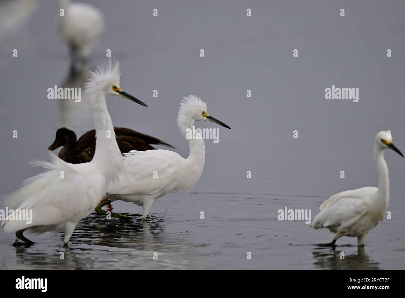 Aigrette neigeuse - Egretta thula Banque D'Images