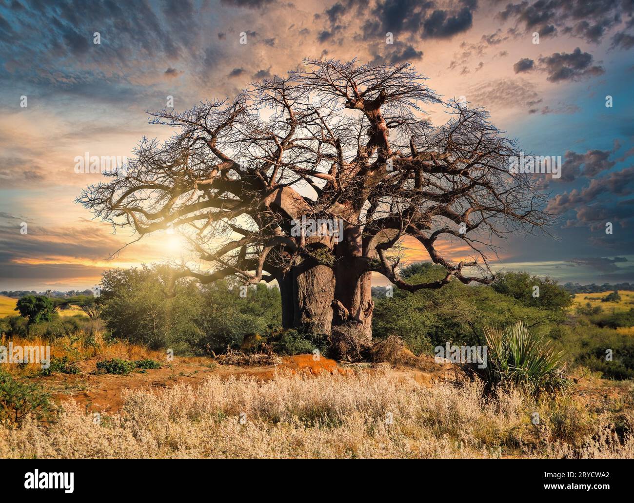 Baobab géant dans le Bush africain au coucher du soleil Banque D'Images