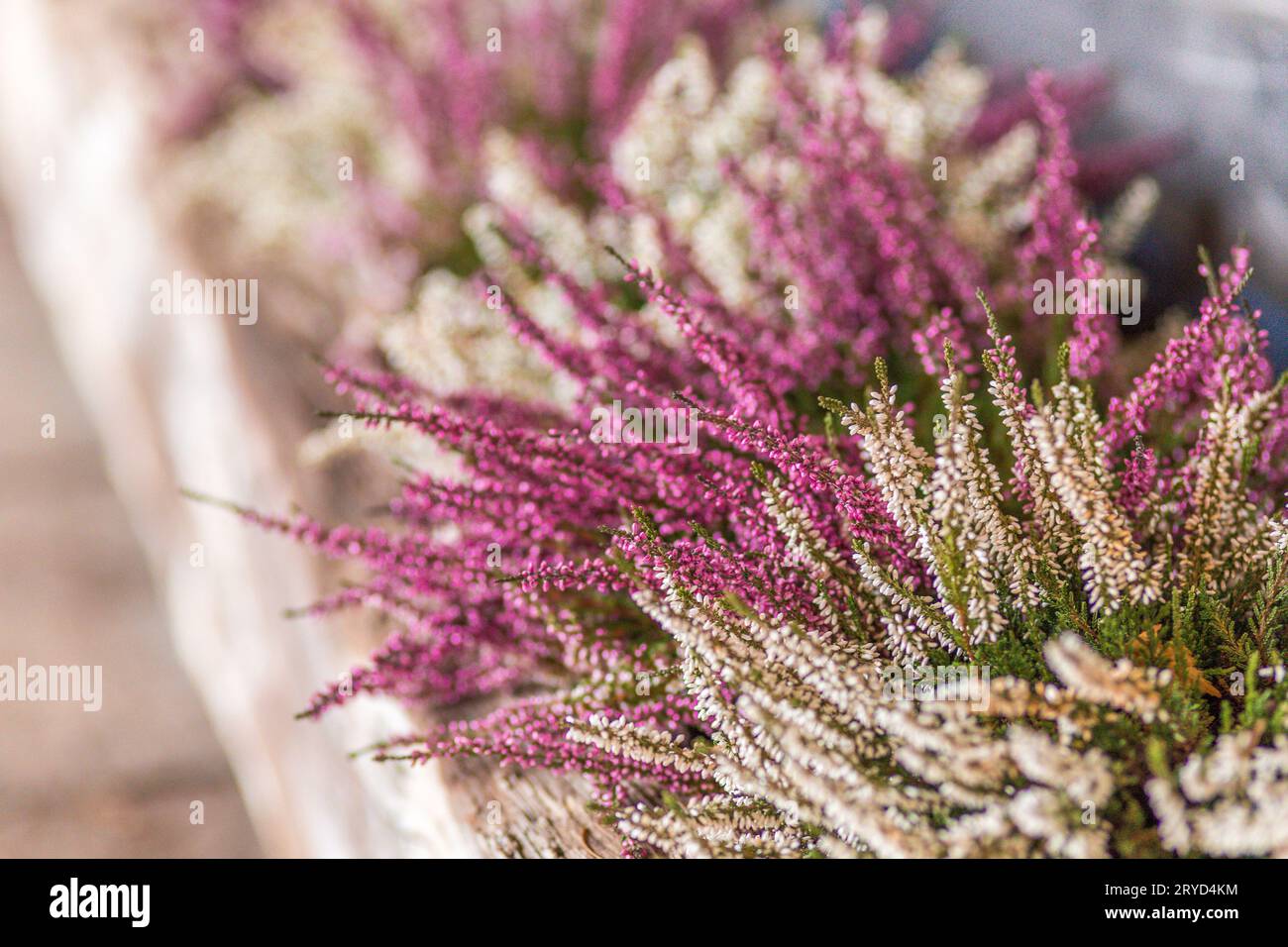 Blanc et rose chiné Banque D'Images