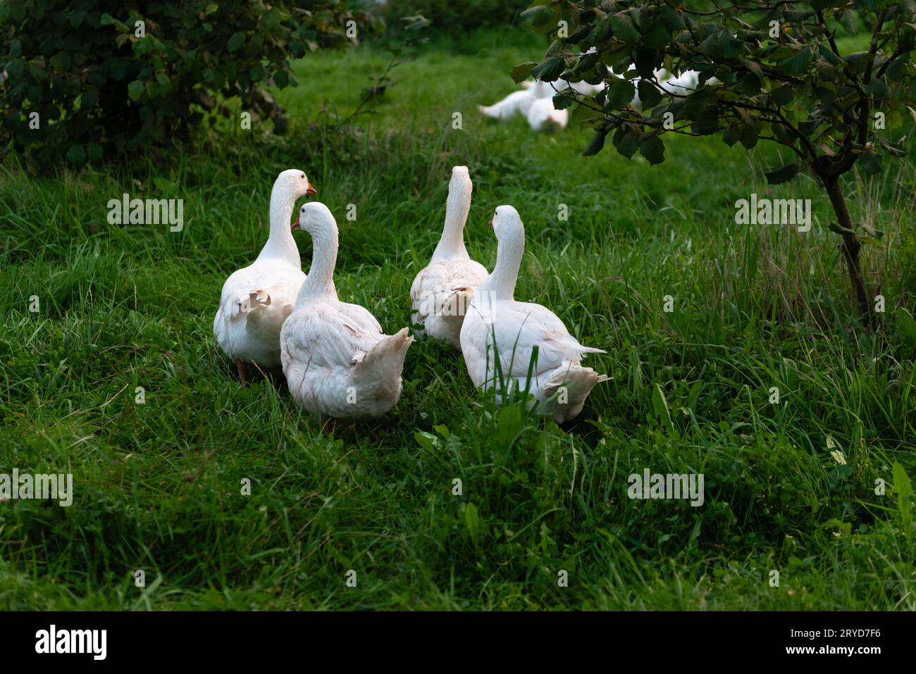 Oies blanches sur herbe verte dans le jardin d'été. Animaux de ferme. Banque D'Images