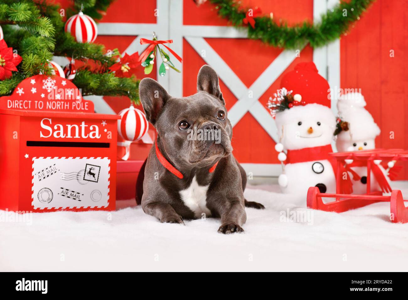 Chien Bulldog français entre décoration de Noël traditionnelle festive rouge et blanche Banque D'Images