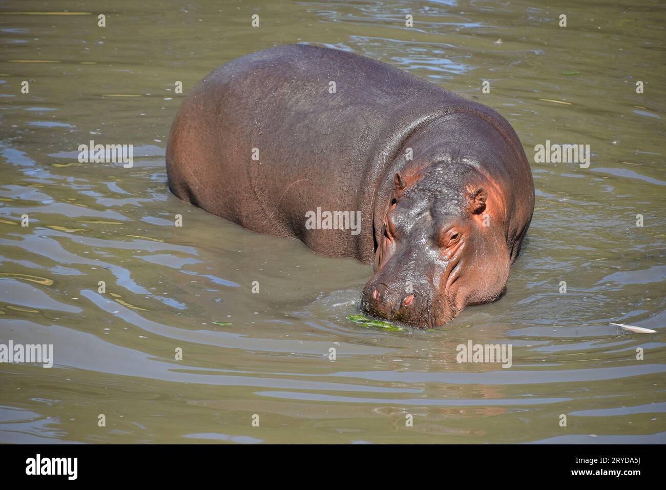 Un hippo nage et marche dans l'eau Banque D'Images