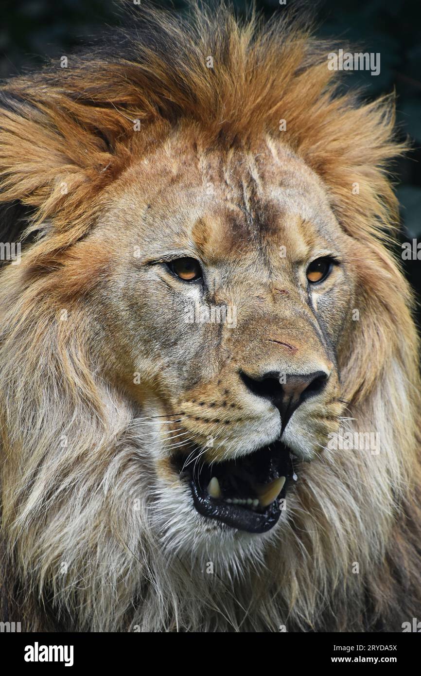 Close up portrait of male lion d'Afrique Banque D'Images