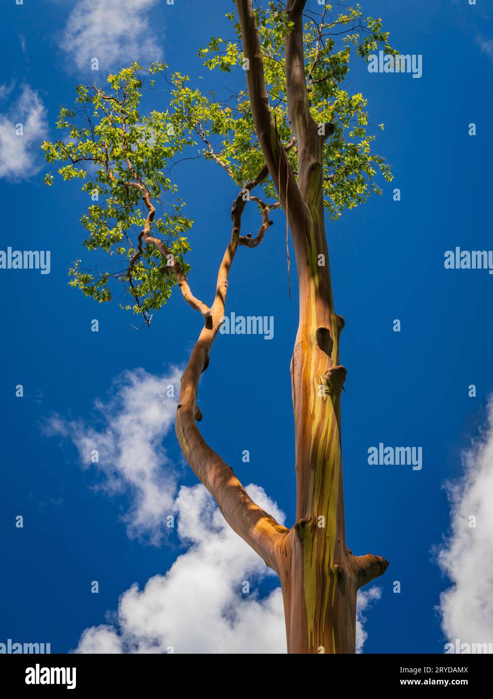 Motifs de troncs d'arbres et de branches avec l'écorce colorée des arbres eucalytpus arc-en-ciel dans l'arboretum de Keahua sur Kauai Banque D'Images