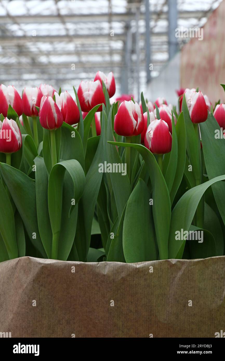 Close up tulip flowers in greenhouse Banque D'Images