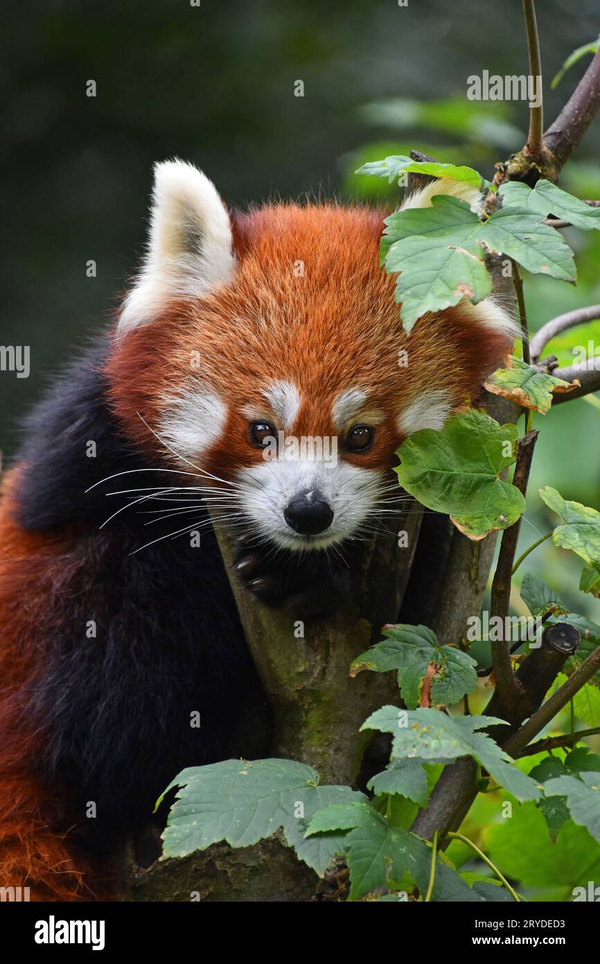 Close up portrait of panda rouge on tree Banque D'Images